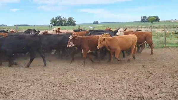 Lote NOVILLOS 1 A 2 AÑOS