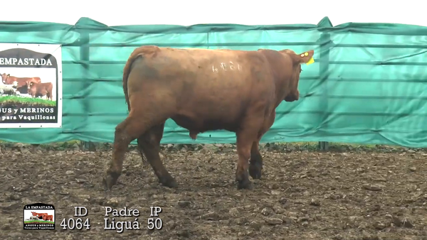 Lote 3 Toros, Durazno