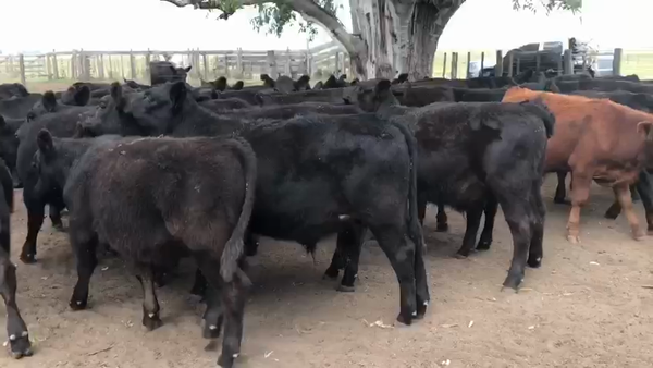 Lote 60 Terneros en Gral. Alvear, Buenos Aires