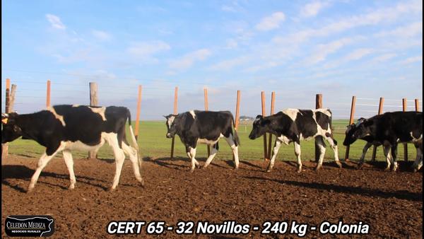 Lote 32 Novillos 1 a 2 años en La Horqueta, Colonia