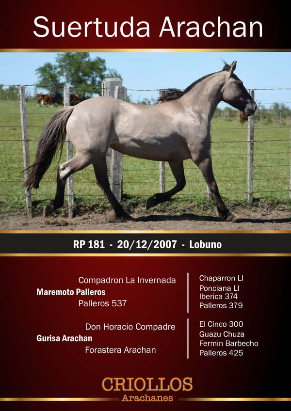 Lote Suertuda arachán - RP 181