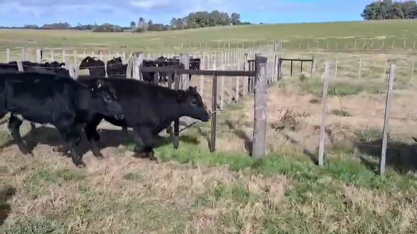 Lote VAQUILLONAS DE 1 A 2