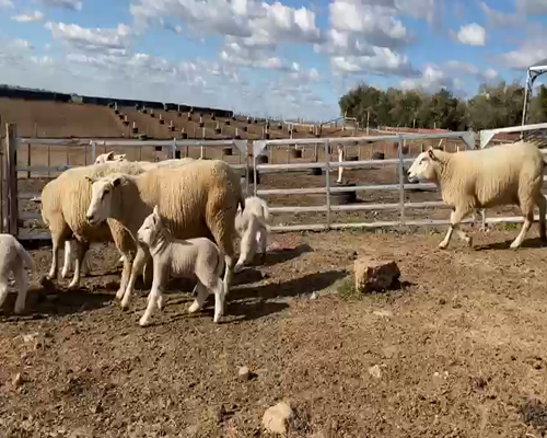 Lote (Vendido)20 Ovejas piezas de cría TEXEL, Colonia