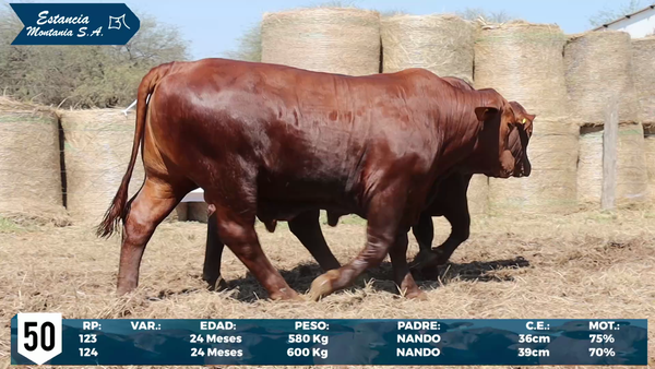 Lote LOTE 50