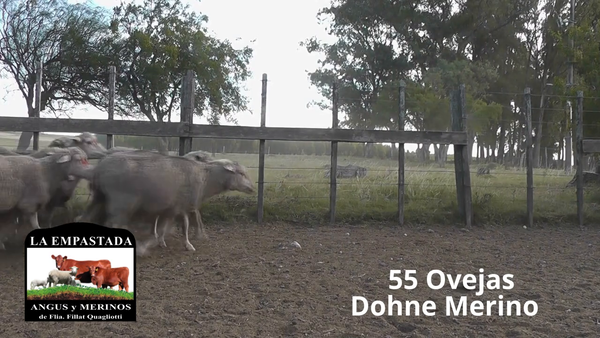 Lote 55 Ovejas Dohne Merino