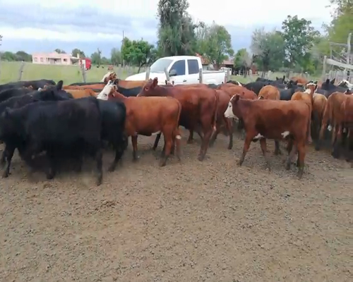 Lote 80 Terneros/as en Federal, Entre Ríos