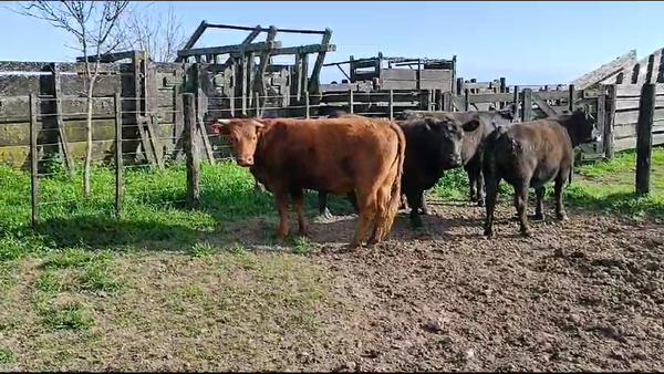 Lote 4 Vaquillonas preñadas en Monte, Buenos Aires