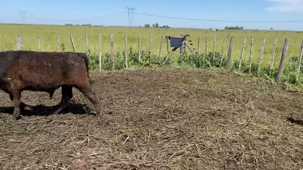 Lote 63 Novillitos en Cañuelas, Buenos Aires