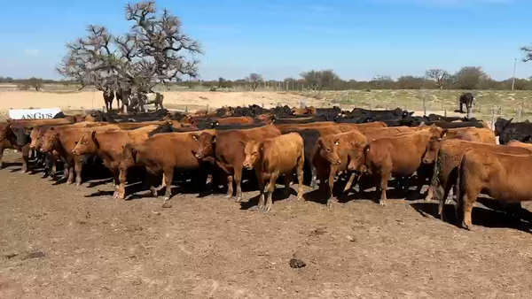 Lote 135 Novillitos