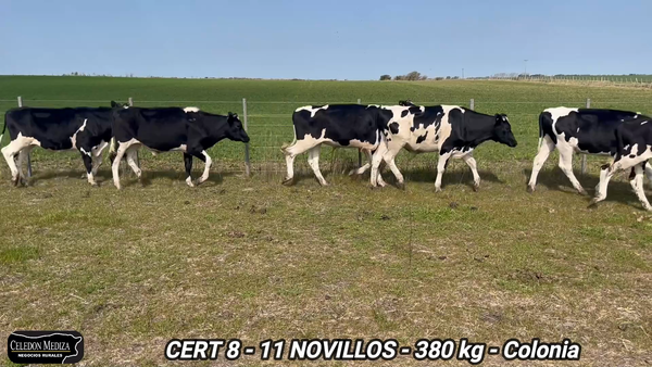 Lote 11 Novillos 1 a 2 años en Colonia