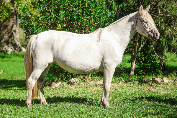 Lote CATANDUVA TULIPA