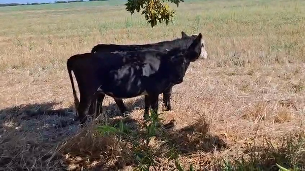 Lote Terneras y terneros angus y cruza