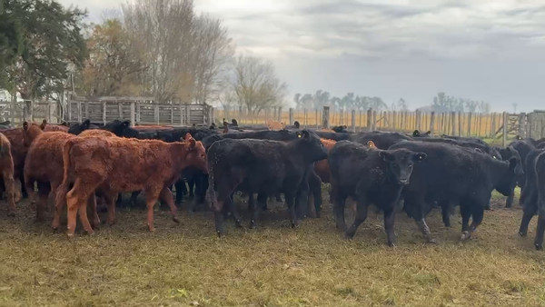 Lote 66 Terneros/as