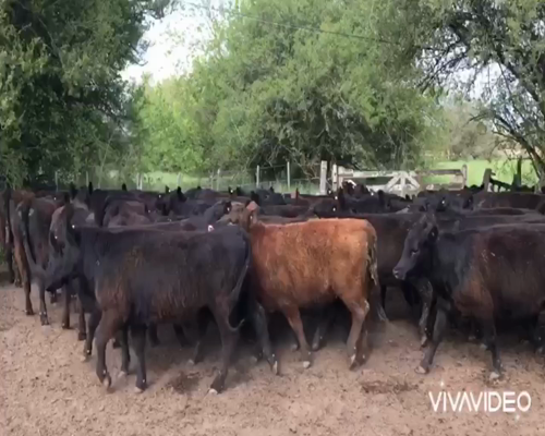 Lote 50 Vaquillonas en Brandsen, Buenos Aires