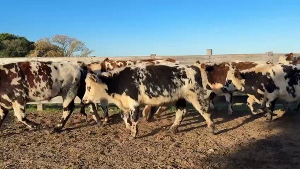 Lote NOVILLOS 1 a 2 AÑOS