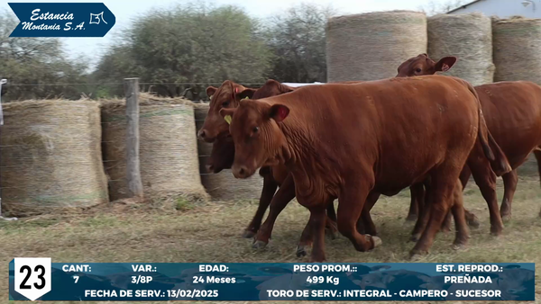 Lote LOTE 23