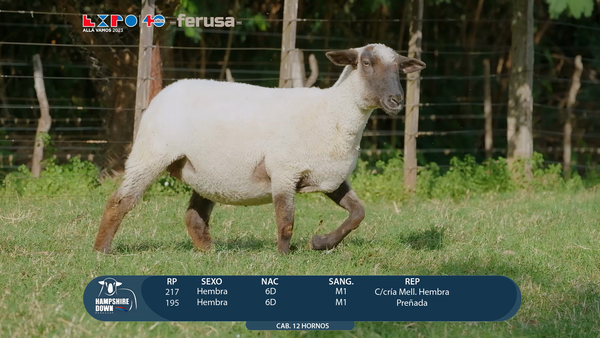 Lote LOTE 83 - CAMPO