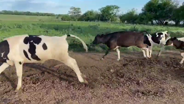 Lote 30 Terneros en Nogoyá, Entre Ríos