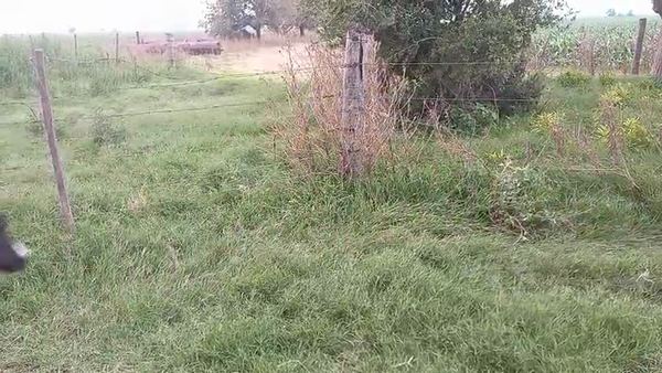 Lote 24 Terneras Holando Argentino en Brinkmann, Córdoba