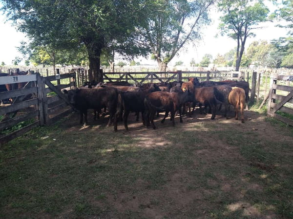 Lote 25 Terneras en Gral. Lamadrid, Buenos Aires