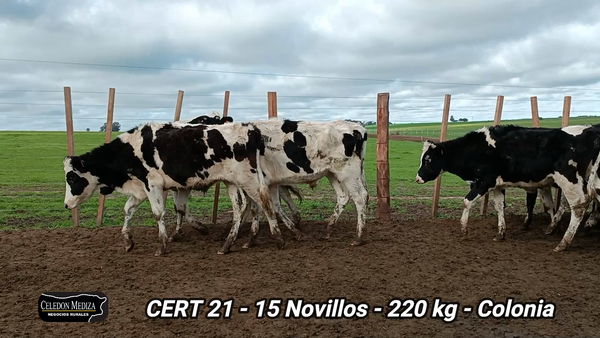 Lote 15 Novillos 1 a 2 años en La Horqueta, Colonia