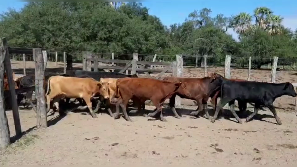 Lote 36 Vaquillonas en Clorinda, Formosa