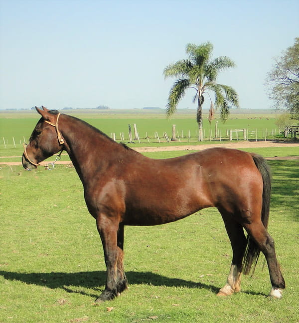 Lote Criollos da Fronteira Cañada Kamelia  RP:359