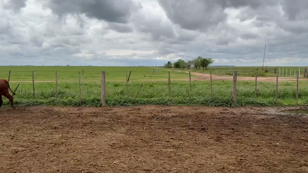 Lote 115 Novillitos y Vaquillonas en La Cesira, Córdoba