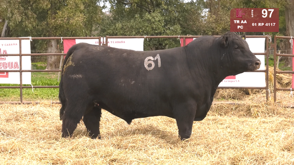 61 4117 — TOROS ANGUS NEGROS  PC