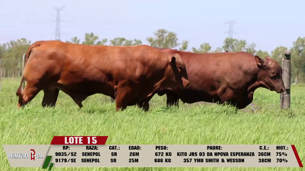 Lote LOTE 15