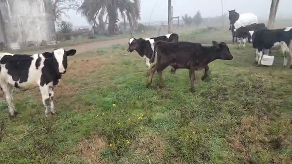 Lote 18 Terneros, San José