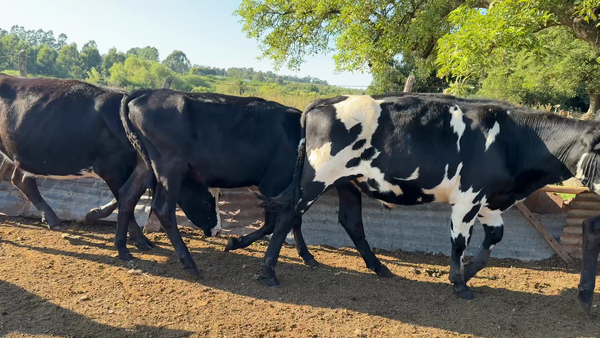 Lote NOVILLOS Y VAQUILLONAS 1a2 AÑOS