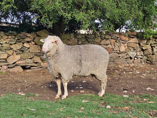 Lote (Vendido)Carneros, Lavalleja