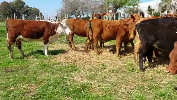 Lote 15 Vaquillonas 1 a 2 años ANGUS 290kg - , San José
