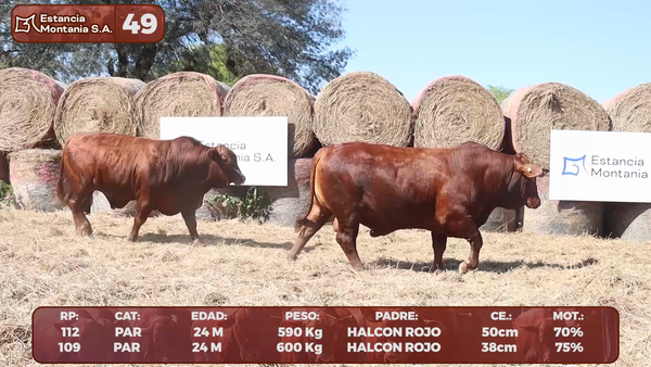Lote LOTE 49