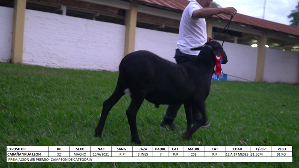 Lote Santa Inés Expo Internacional 2022 - Lote 45