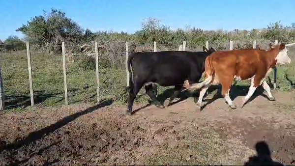 Lote (Vendido)70 Vacas de Invernada Angus,  Hereford y Cruzas 450kg -  en Viboras