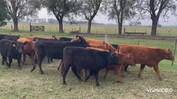 Lote 26 Terneros/as en Gral. Paz, Buenos Aires