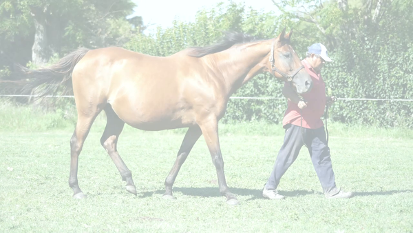 Lote ESPALDA CON ESPALDA (MANIPULATOR (USA) - OUTWALK) Preñez por NICHOLAS