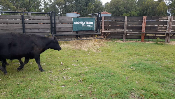 Lote 32 Terneros/as en Benito Juárez