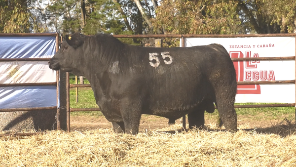 Lote TOROS ANGUS NEGROS  PC