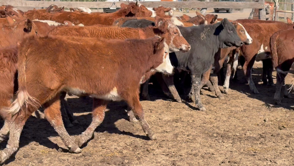 Lote 100 Terneros/as en Corrientes, San Roque