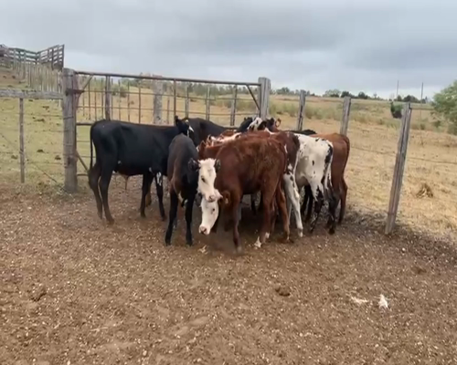 Lote TERNEROS Y TERNERAS