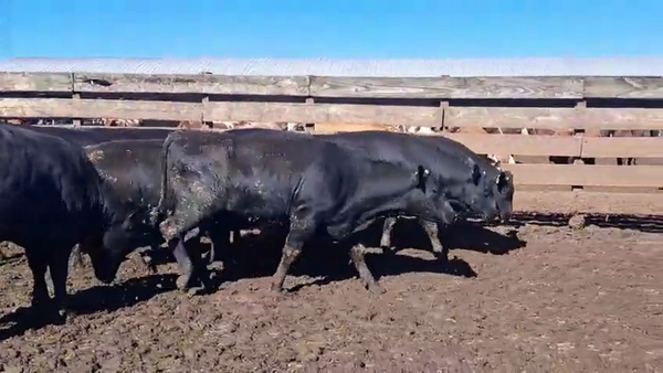 Lote 20 Novillo Gordo en Los Ángeles, VIII Región Biobío