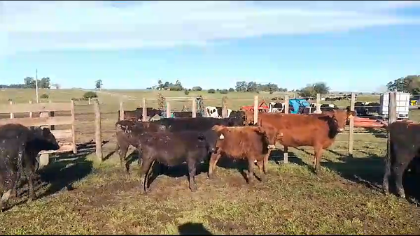 Lote 22 Terneros y Terneras AA en Chamizo