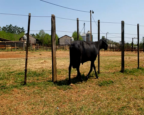 Lote Macho P3 96kg -  en Santa Rita