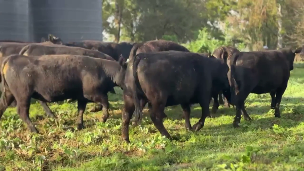 Lote 11 Vaquillonas PC G/P