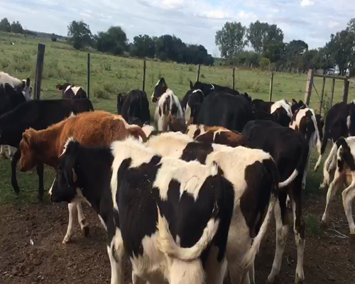 Lote 25 Terneros HOLANDO 125kg - , San José