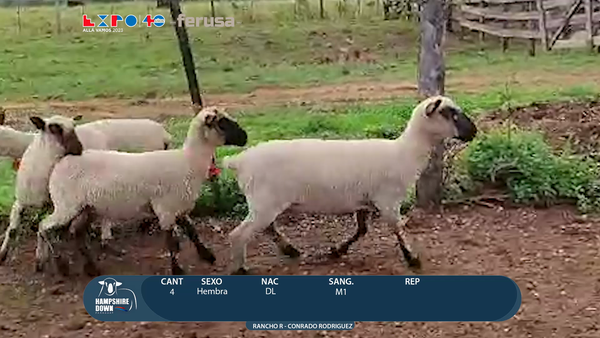 Lote LOTE 66  - CAMPO