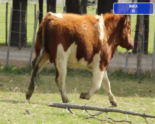 Lote 1 Toro en Coyhaique, XI Región Aysén